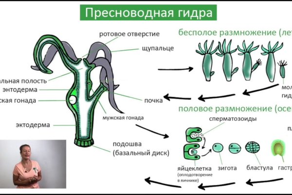 Kraken official
