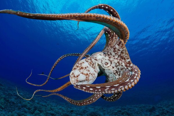 Kraken dark net