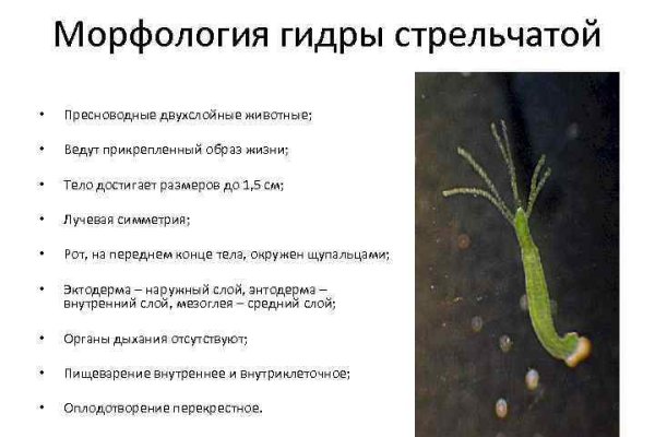 Кракен даркнет маркет